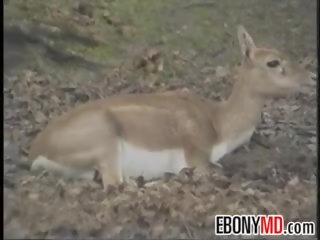 Смаглява хвойда банда вдарив в в джунглі